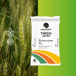DM Tipa - Corto