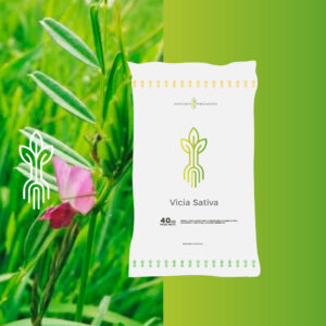 Vicia Sativa Ident.