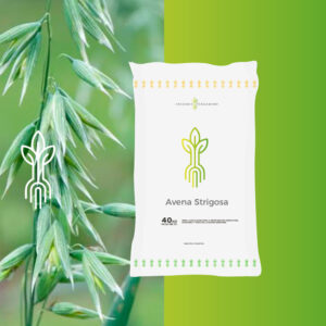 Avena Strigosa Ident.