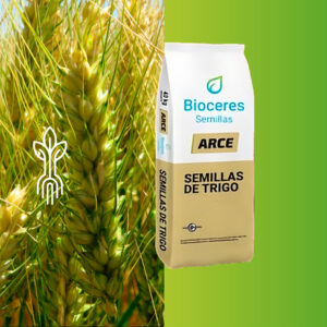 BIOCERES Arce - Corto